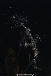 Ornate Ghost Pipefish by Oxana Kamenskaya 
